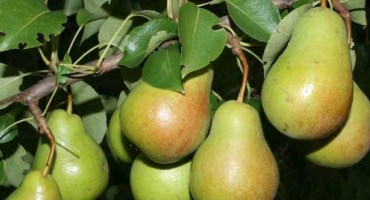 Popis nejlepších odrůd hrušek pro oblast moskvy, samosprašné, poddimenzované a odolné vůči chorobám